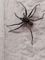 Araneae