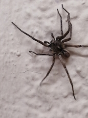 Araneae