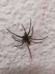 Araneae