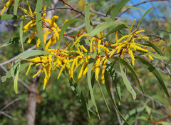 Acacia leptocarpa