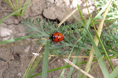 Coccinella septempunctata
