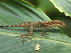 Anolis apletophallus