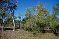 Acacia leptocarpa
