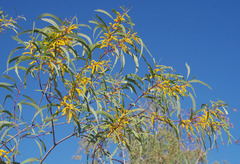 Acacia leptocarpa
