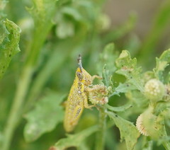 Monistria discrepans