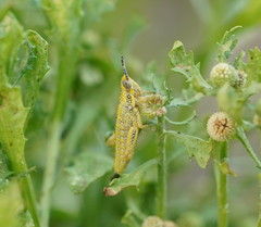 Monistria discrepans