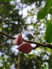 Paypayrola guianensis