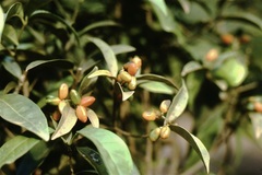 Simaroubaceae