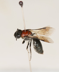 Euryglossa ephippiata