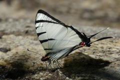 Graphium agetes