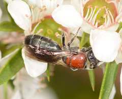 Euryglossa ephippiata