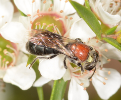 Euryglossa ephippiata