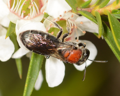 Euryglossa ephippiata