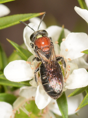 Euryglossa ephippiata