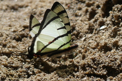 Graphium agetes
