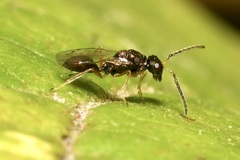 Miscogastrinae