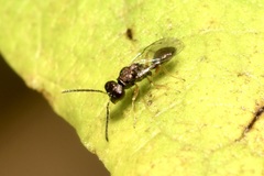 Miscogastrinae
