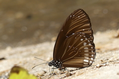 Euploea mulciber