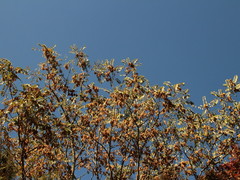 Ailanthus altissima tanakai