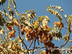 Ailanthus altissima tanakai