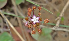 Crassula pellucida pellucida