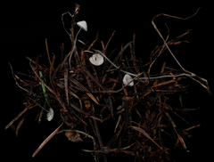Mycena stylobates