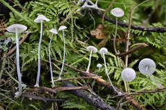 Mycena stylobates