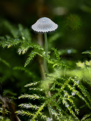 Mycena stylobates