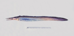 Oxyconger leptognathus