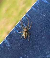 Cheiracanthium erraticum