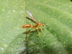 Agelaia centralis image