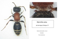 Myrmilla calva