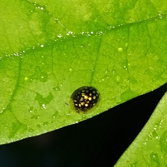 Charidotis auroguttata