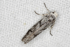 Lichenaula onychotypa