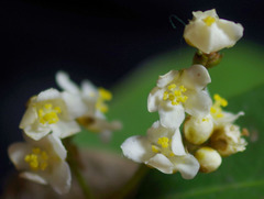 Tritaxis australiensis