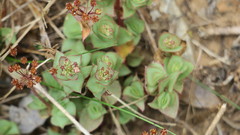 Crassula pellucida pellucida