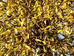 Viscum coloratum