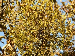 Viscum coloratum