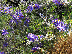 Lupinus altimontanus