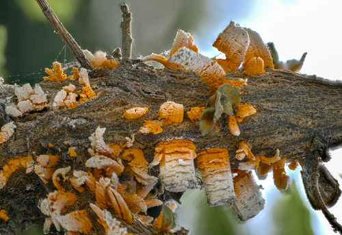coyote brush rust (Puccinia evadens)