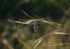 Prionyx lividocinctus