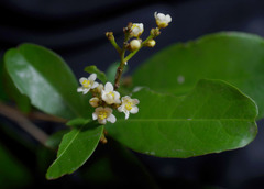 Tritaxis australiensis