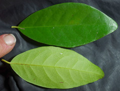 Tritaxis australiensis