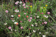 Achyranthemum recurvatum