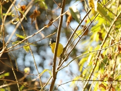 Machlolophus holsti