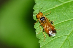 Pamphilius lethierryi