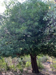 Melicoccus oliviformis