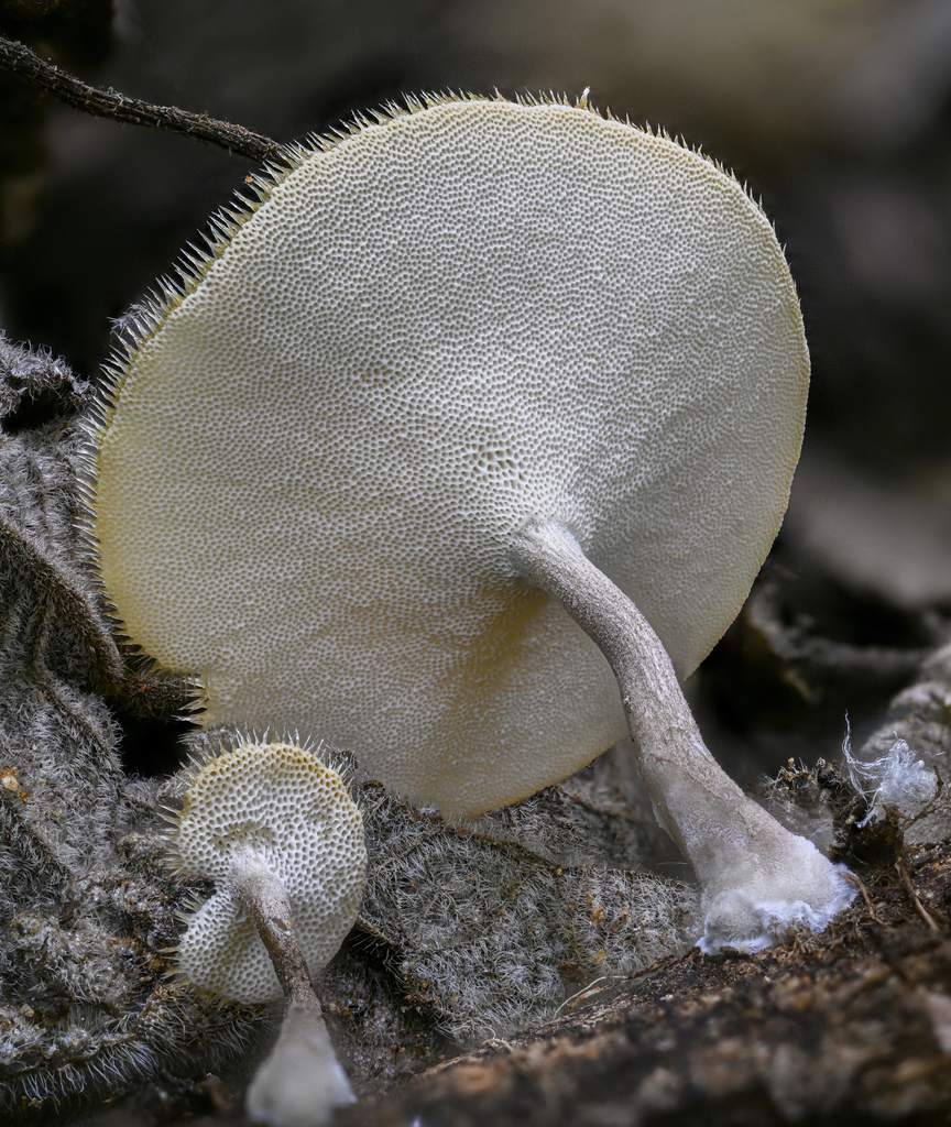 Lentinus flexipes from Cuilapan, Oaxaca, Mexico on August 28, 2021 by ...