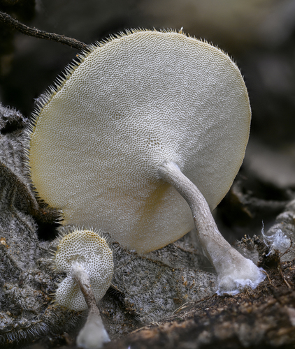 Lentinus flexipes