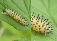 Periclista pubescens